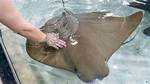 Can You Touch Stingrays?