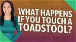 Can You Touch Toadstools?
