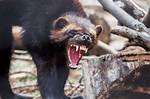 Can You Trap Wolverines?