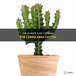 Candelabra Cactus