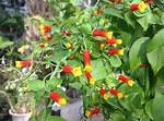 Candy Corn Plant
