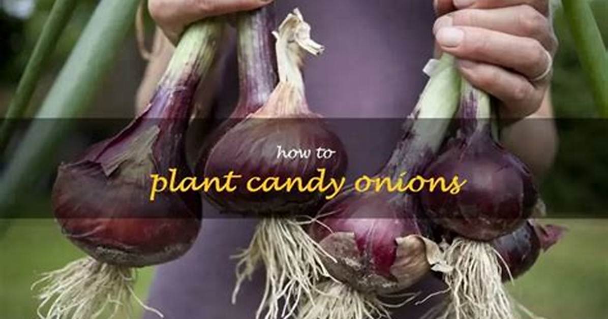 Candy Onions
