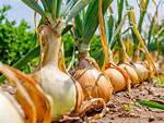 Candy Onions