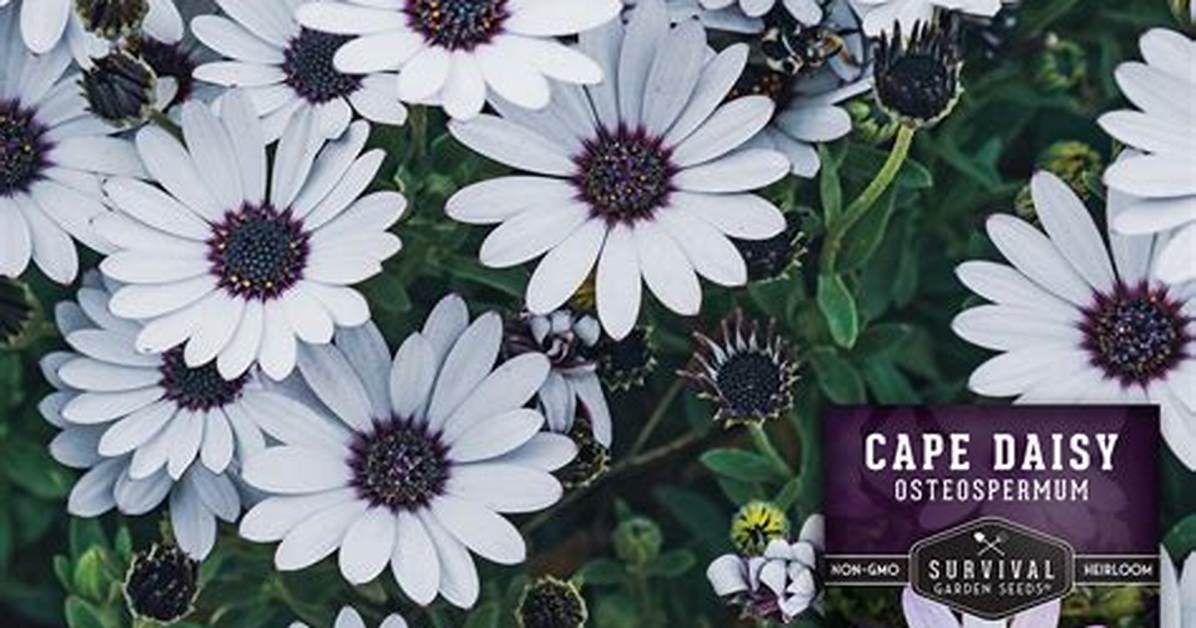 Cape Daisy