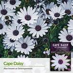 Cape Daisy