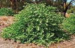 Capers Plant