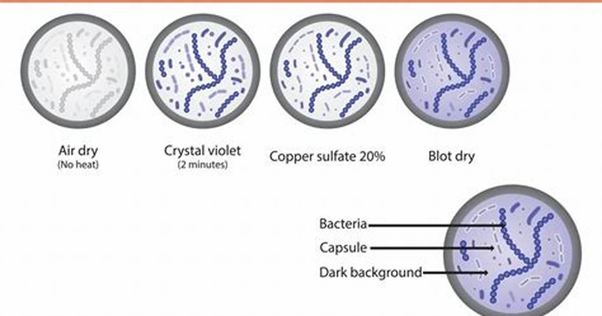 Capsule Stain