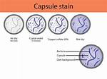 Capsule Stain