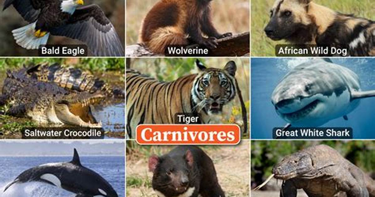 Carnivores Examples