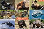 Carnivores Examples