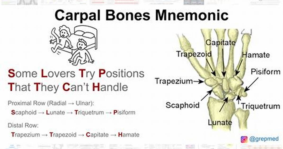 Carpal Bones Mnemonic