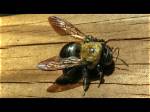 Carpenter Bee Sound
