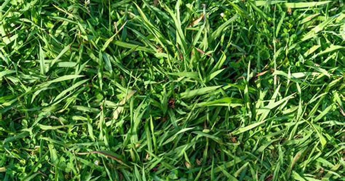 Carpet Grass
