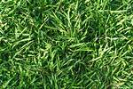 Carpet Grass