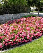 Carpet Rose