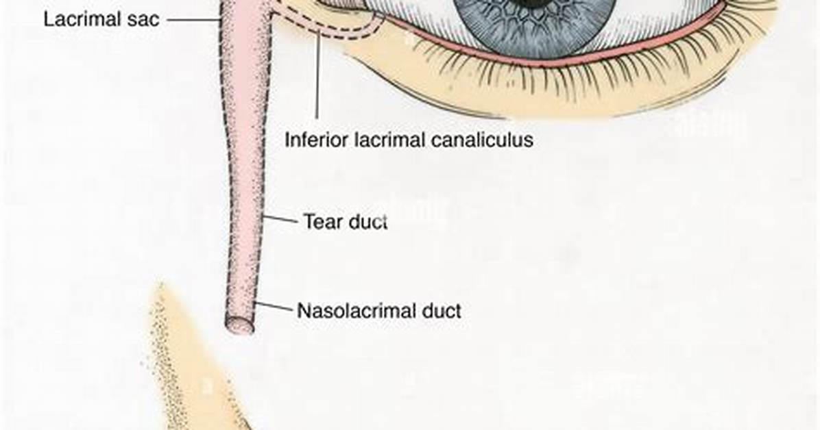 Caruncle Eye