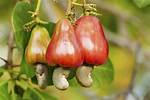 Cashews Growing