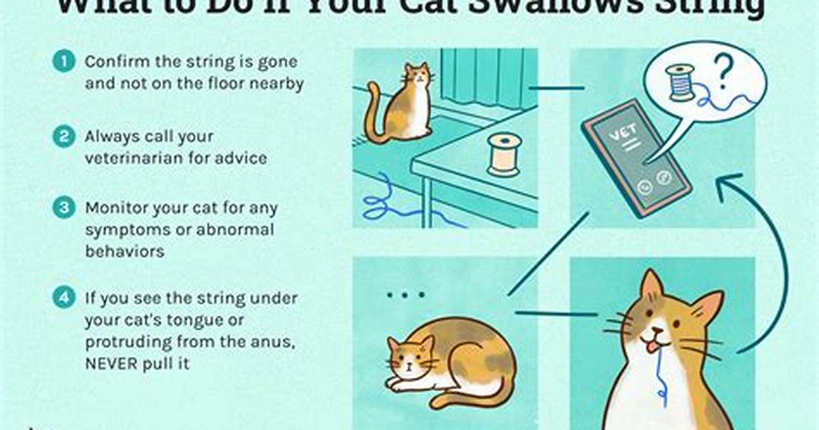 Cat Ate String