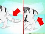 Cat Broken Tail