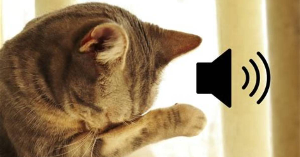 Cat Crying Sound