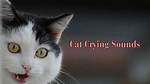 Cat Crying Sound