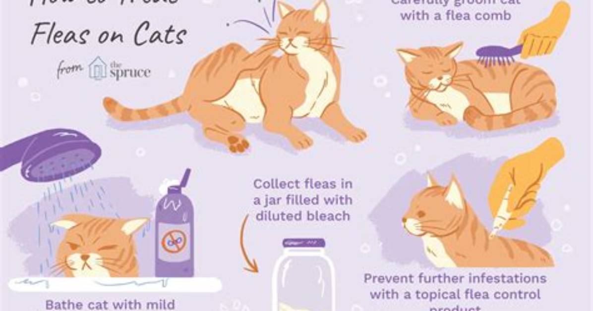 Cat Flea Bath