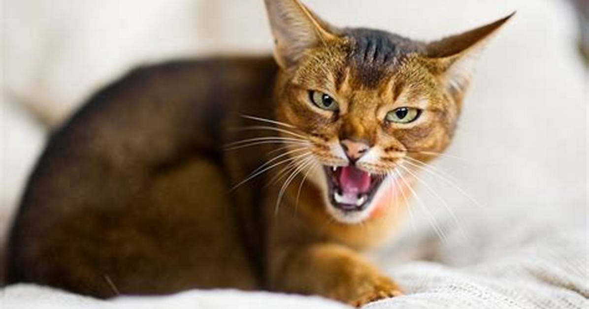 Cat Growling