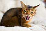 Cat Growling
