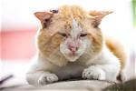 Cat Jowls