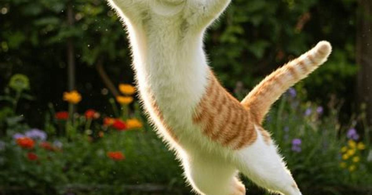 Cat Jumping