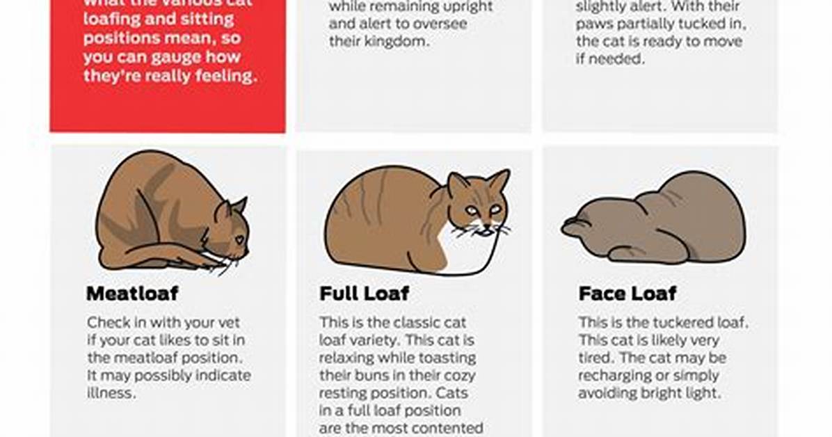 Cat Loaf Position