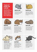 Cat Loaf Position