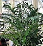 Cat Palm Tree