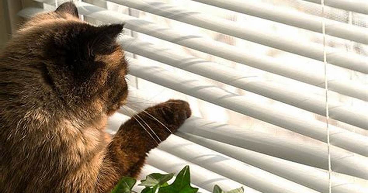 Cat Proof Blinds