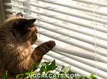 Cat Proof Blinds