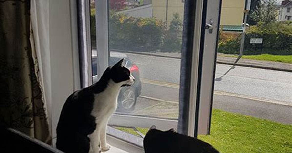 Cat Proof Window Screen