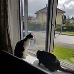 Cat Proof Window Screen