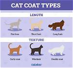 Cat's Coat