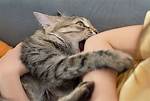 Cat's Sudden Attack
