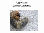 Cat Warble