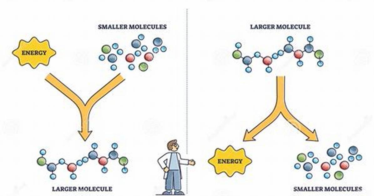Catabolic Process