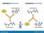 Catabolic Process