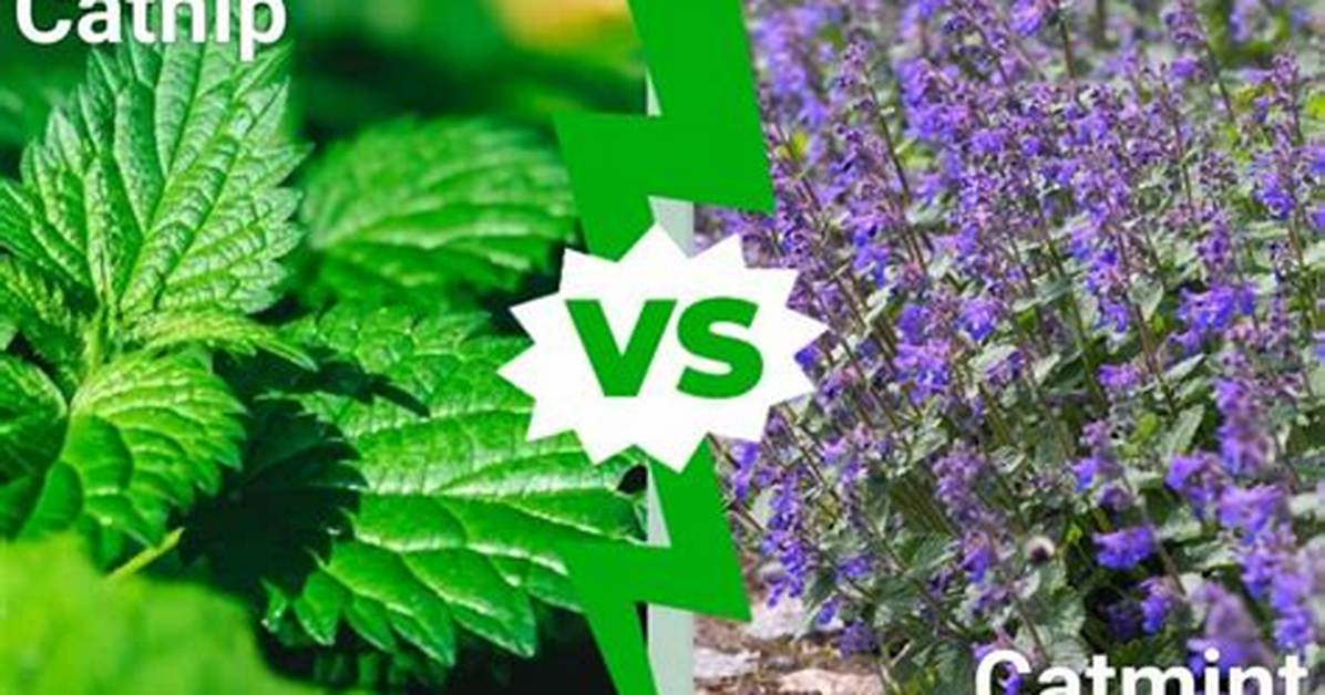 Catmint vs Catnip