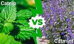 Catmint vs Catnip