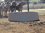 Cattle Trough