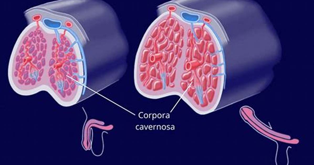 Cavernosa