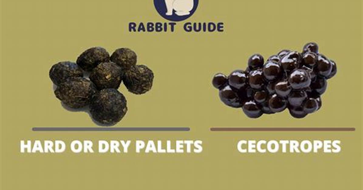 Cecotropes