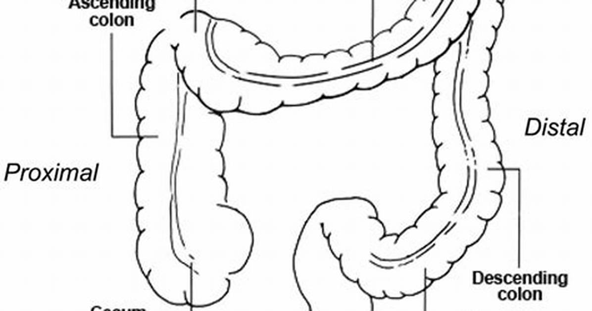 Cecum Function