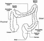 Cecum Function