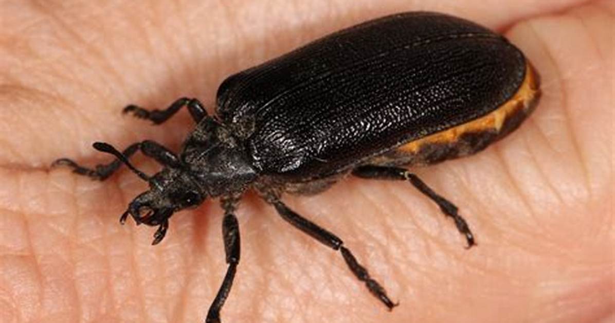 Cedar Beetle